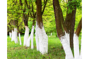 Фарба для кущів і дерев: ідеальне рішення для оновлення вашого саду